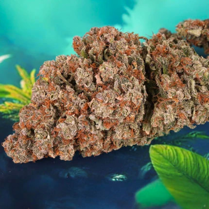 Auto Red Tropicana Cookies > Dutch Passion | Autoflowering Cannabis   |  Hybrid